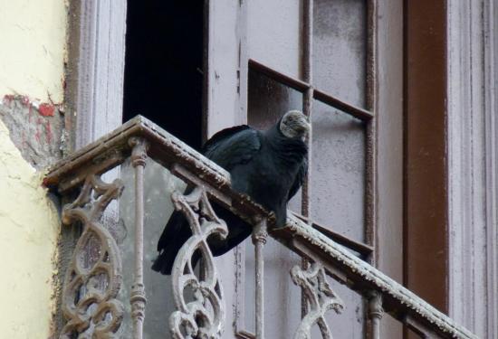 Lima - Vautour sur un balcon