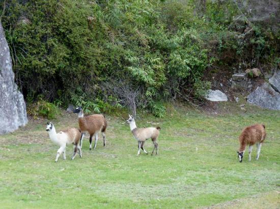 Machu Picchu - Lamas