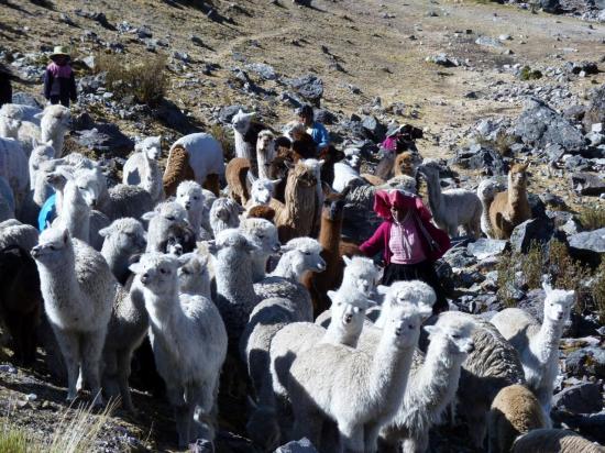 Trek Vilcanota - Troupeau d'alpagas et de lamas