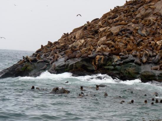 Iles Palominos - Colonie d'otaries