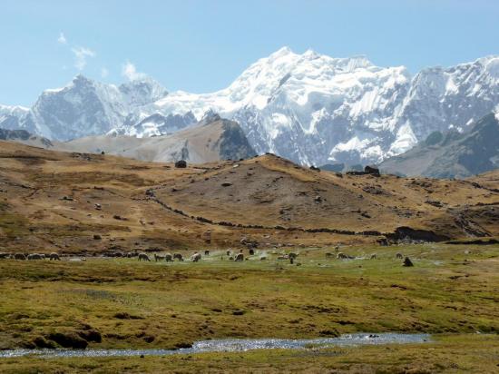 Trek Vilcanota - Pozzines au pied des montagnes