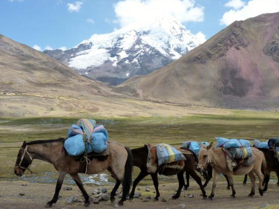 Trek Vilcanota - Rattrapés par nos mules