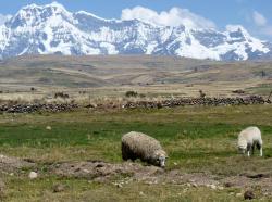 Moutons au pied du massif de l'Ausangate